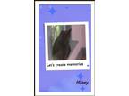 Adopt Mikey Need a Friend? Me too! a Gray or Blue Russian Blue (short coat) cat