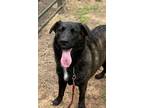 Adopt Major a Border Collie / Labrador Retriever / Mixed dog in Gilmer