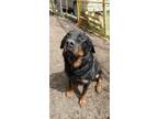 Adopt Tank a Mixed Breed (Medium) / Rottweiler dog in Airdrie, AB (40319690)