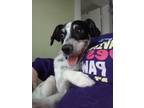 Adopt Amos~ Herman a Rat Terrier / Terrier (Unknown Type