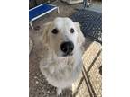 Adopt Pyr Jake a White Great Pyrenees / Mixed dog in Warrenton, MO (41182414)