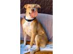 Adopt Cheetah a Labrador Retriever / Labrador Retriever / Mixed dog in