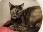 Adopt Chevy a Brown Tabby Domestic Shorthair / Mixed Breed (Medium) / Mixed