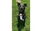 Adopt Lonnie a Boxer / Retriever (Unknown Type) / Mixed dog in Defiance