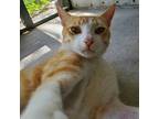 Adopt Oran탑ovy a Orange or Red Tabby Domestic Shorthair (short coat) cat in