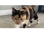 Adopt Marge a Black (Mostly) American Shorthair (short coat) cat in Jemison