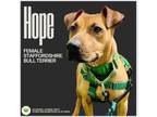 Adopt Hope a Brown/Chocolate Staffordshire Bull Terrier dog in Gilbertsville