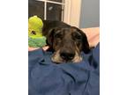 Adopt Scout a Black Hound (Unknown Type) / Basset Hound dog in Bristol