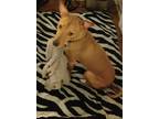 Adopt Tyson a Brown/Chocolate - with Tan Basenji / Mixed dog in Boca Raton