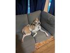 Adopt Louie a Tan/Yellow/Fawn - with White Whippet / Mixed dog in Parrish