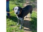 Adopt Wally a Black Australian Cattle Dog dog in Forrest City, AR (41223358)