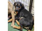 Adopt Roddy a Black - with Tan, Yellow or Fawn Australian Shepherd / Labrador