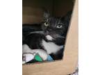 Adopt Pugsley a Persian / Mixed (short coat) cat in Brigham City - Ogden