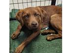 Adopt Rowdy a Merle Australian Shepherd / Labrador Retriever / Mixed dog in