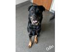 Adopt Odin a Black Rottweiler / Mixed Breed (Medium) / Mixed (short coat) dog in