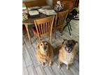 Adopt Malee and Teela a Red/Golden/Orange/Chestnut - with White Golden Retriever