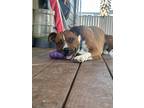 Adopt Goofy a Brown/Chocolate - with White Boxer / Mixed dog in Rancho