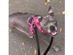 Adopt Pixie a Pit Bull Terrier / Mixed dog in Santa Rosa, CA (41244202)