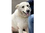 Adopt Luna a German Shepherd Dog / Great Pyrenees / Mixed dog in Houston