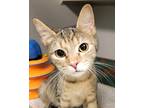 Adopt Axelle a Brown Tabby Domestic Shorthair (short coat) cat in Grayslake