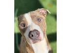Adopt Muppet a Brown/Chocolate - with White Pit Bull Terrier / Mixed dog in