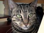 Adopt Cookie a Brown Tabby Domestic Shorthair (short coat) cat in Bristol