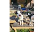 Adopt Nico a Brindle - with White Cattle Dog / Collie / Mixed dog in Mansfield