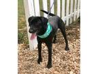 Adopt Mick a Labrador Retriever / Mixed Breed (Medium) / Mixed dog in St.