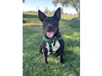 Adopt Dae Dae a Black - with White Pit Bull Terrier / Mixed dog in Fort Collins