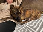 Adopt Kelce a Brindle Shepherd (Unknown Type) / Plott Hound / Mixed dog in