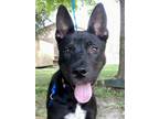 Adopt Lotus a Black Australian Cattle Dog / Golden Retriever / Mixed (short