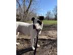 Adopt Hera a White Mixed Breed (Small) / Mixed Breed (Medium) / Mixed (short