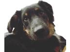 Adopt Cooper a Black - with White Australian Shepherd / Shepherd (Unknown Type)
