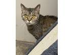 Adopt Chelsea a Gray, Blue or Silver Tabby British Shorthair (short coat) cat in