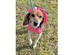 Adopt Winny a Tricolor (Tan/Brown & Black & White) Beagle / Mixed dog in