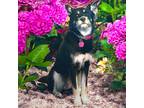 Adopt nut-Tasha a Black - with White Finnish Lapphund / Mixed dog in Somerset