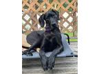 Adopt Wilma a Black Great Dane / Mixed dog in Warrenville, IL (41243205)