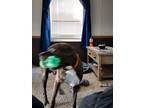 Adopt Jango a Brindle American Pit Bull Terrier / Boxer / Mixed dog in Bryan