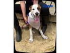 Adopt Captain Morgan a White - with Red, Golden, Orange or Chestnut American