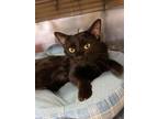 Adopt Marvin a All Black Domestic Shorthair / Mixed Breed (Medium) / Mixed