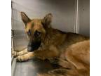 Adopt Prince a Tan/Yellow/Fawn German Shepherd Dog / Mixed Breed (Medium) /