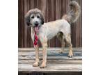 Adopt Casanova a Brown/Chocolate Poodle (Standard) / German Shepherd Dog / Mixed