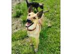 Adopt Seiko a Tan/Yellow/Fawn - with White Australian Kelpie / Australian Cattle