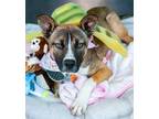 Adopt Shakira a Carolina Dog / Australian Terrier / Mixed dog in Portland