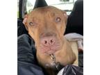 Adopt Brina a Red/Golden/Orange/Chestnut American Staffordshire Terrier / Mixed