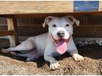 Adopt Sweet Dee a Mixed Breed (Large) / Mixed dog in Duluth, MN (41070519)