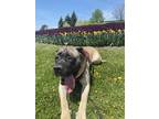 Adopt Simba a Tan/Yellow/Fawn Mastiff / Mixed dog in Richmond Hill