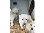 Adopt Lemon a Brindle Labrador Retriever / Great Pyrenees / Mixed (short coat)