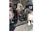 Adopt Smokey a Black Dachshund / Catahoula Leopard Dog / Mixed (short coat) dog