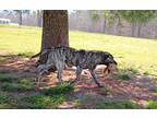 Adopt Kutter a Brindle Mountain Cur / Mixed dog in Savannah, TN (41242267)